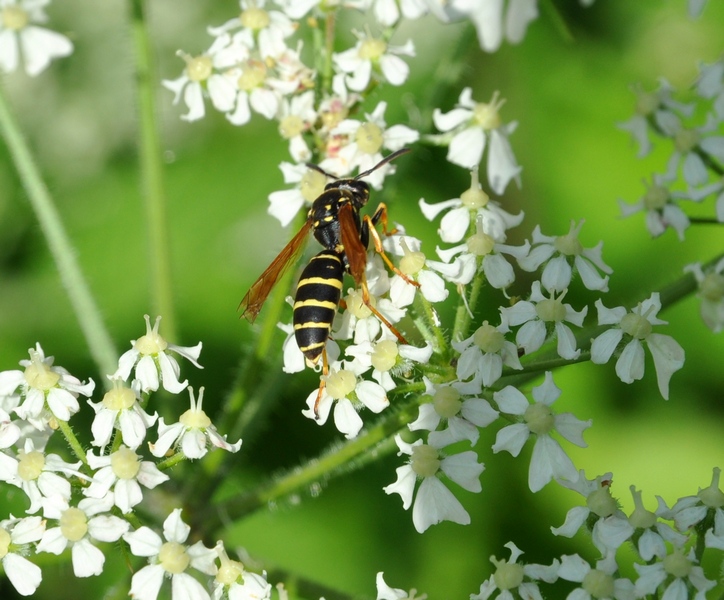 femmina di Polistes biglumis
